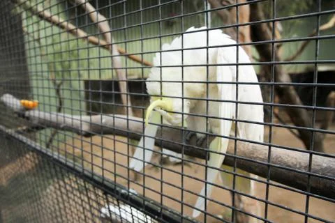 Animal(s) Stock Photos