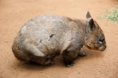 Animal(s) Stock Photos