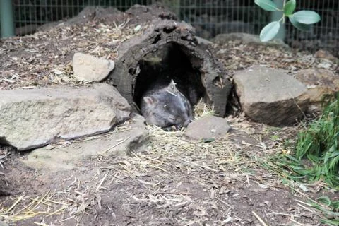 Animal(s) Stock Photos