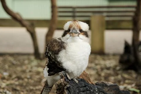 Animal(s) Stock Photos