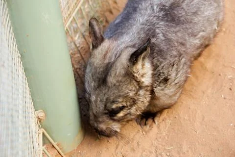 Animal(s) Stock Photos