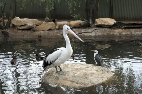 Animal(s) Stock Photos