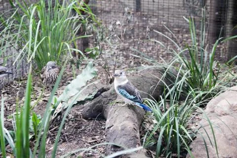 Animal(s) Stock Photos