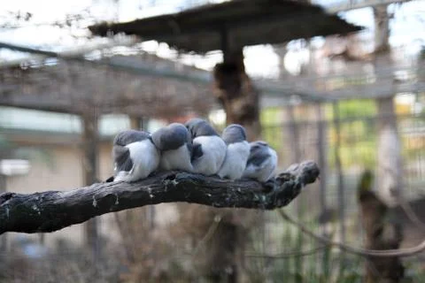 Animal(s) Stock Photos