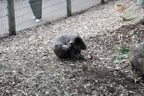 Animal(s) Stock Photos