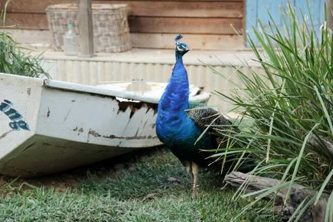 Animal(s) Stock Photos