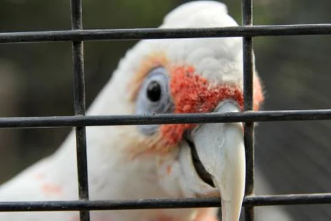 Animal(s) Stock Photos