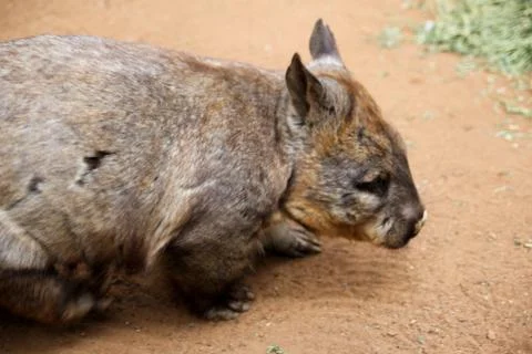 Animal(s) Stock Photos