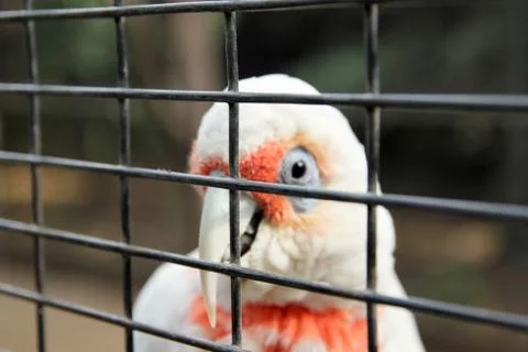 Animal(s) Stock Photos