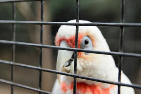 Animal(s) Stock Photos