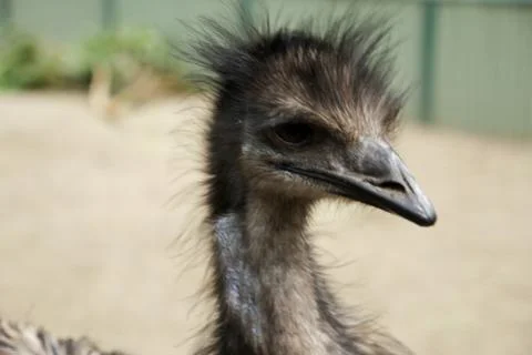 Animal(s) Stock Photos