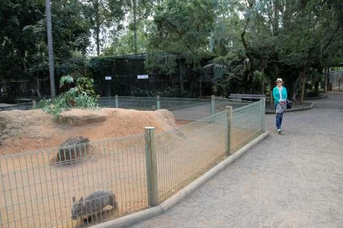 Animal(s) Stock Photos