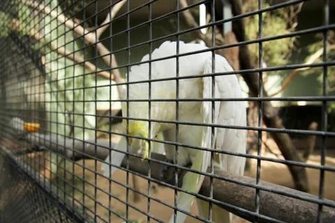 Animal(s) Stock Photos