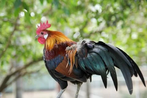 Animal(s) Stock Photos