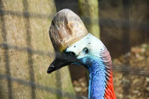 Animal(s) Stock Photos