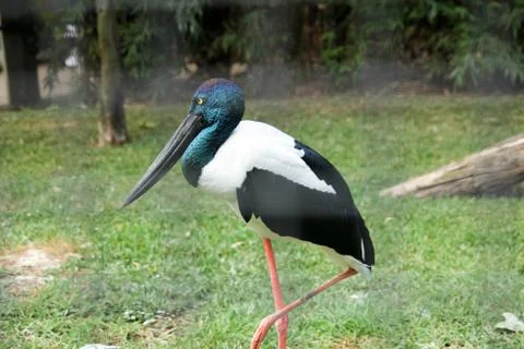 Animal(s) Stock Photos