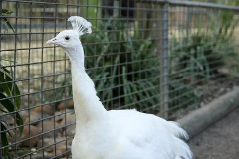 Animal(s) Stock Photos