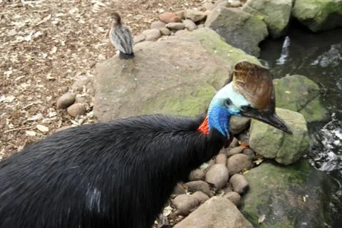 Animal(s) Stock Photos