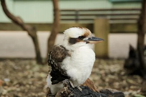 Animal(s) Stock Photos