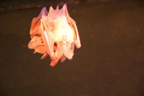 Animal(s) Stock Photos