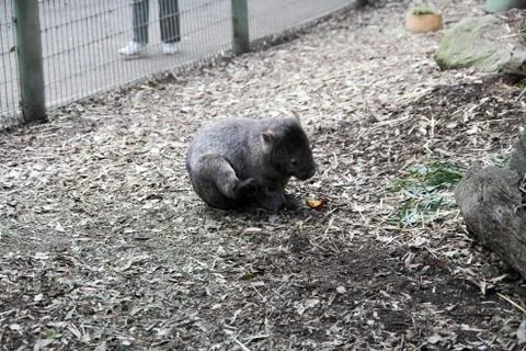 Animal(s) Stock Photos