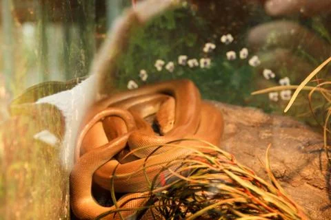 Animal(s) Stock Photos