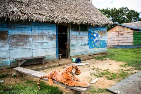 Animals Stock Photos