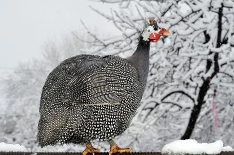 Animals Stock Photos