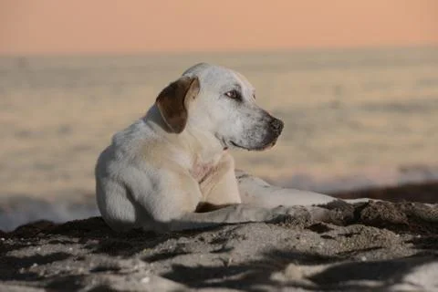 Animals Stock Photos
