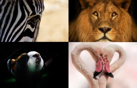 Animals Stock Photos
