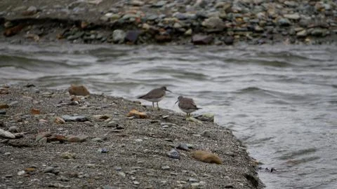 Animals Stock Photos