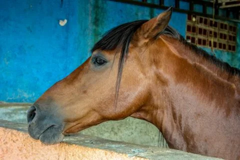 Animals Stock Photos