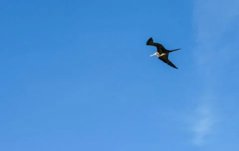 Animals Stock Photos