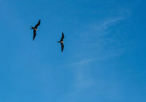 Animals Stock Photos