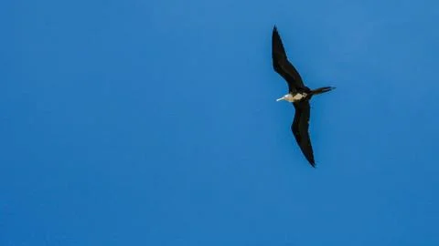 Animals Stock Photos