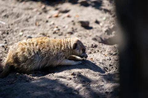 Animals Stock Photos