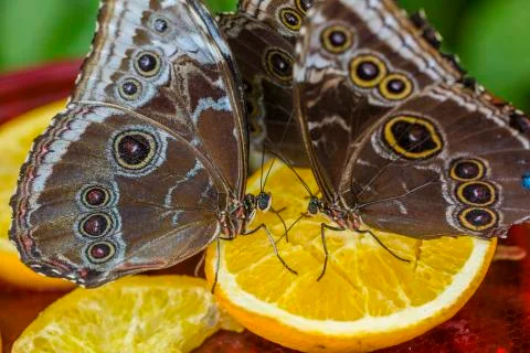 Animals Stock Photos