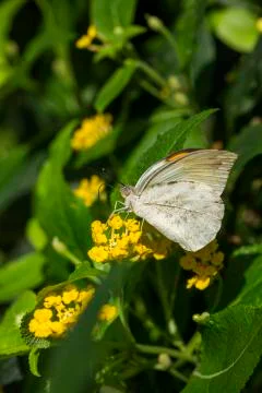 Animals Stock Photos