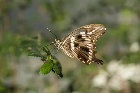 Animals Stock Photos