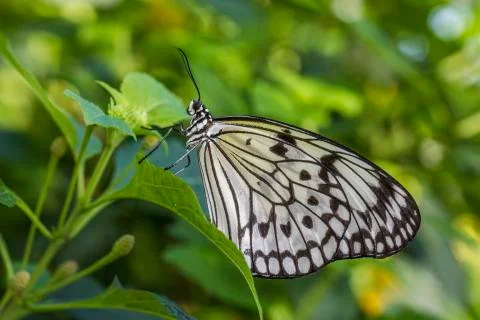 Animals Stock Photos