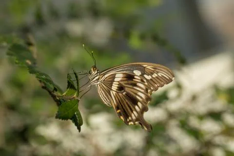 Animals Stock Photos