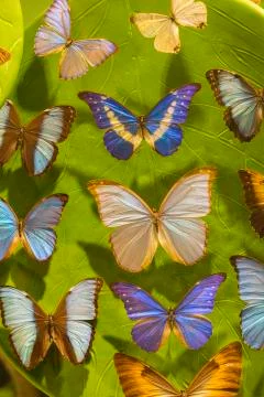 Animals Stock Photos