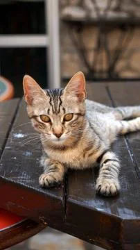 Animals Stock Photos