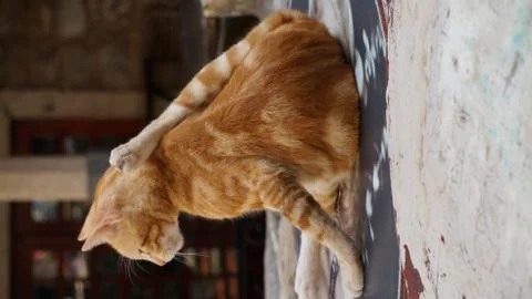 Animals Stock Photos