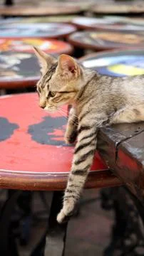 Animals Foto stock