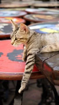 Animals Stock Photos