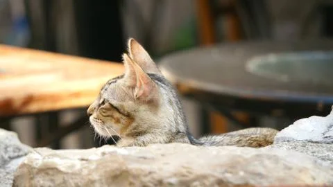 Animals Stock Photos