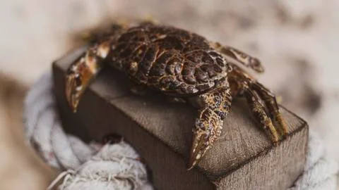 Animals Fotos de archivo