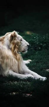 Animals Stock Photos