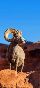 Animals Stock Photos